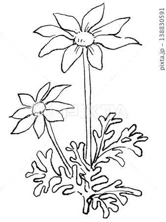 咲き誇るフランネルフラワーの花の手描きの線画イラスト 咲き誇るフランネルフラワーの花の手描きの線画イラスト 138830591