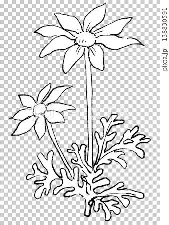 一幅手繪線條藝術插圖，描繪了一朵盛開的法蘭絨花。 138830591