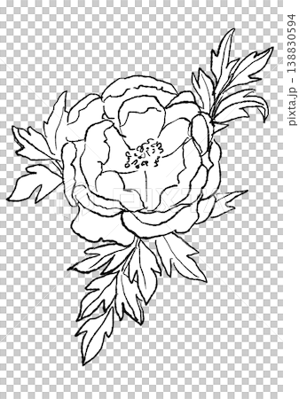 A hand-drawn line art illustration of blooming peony flowers. A hand-drawn line art illustration of blooming peony flowers. 138830594