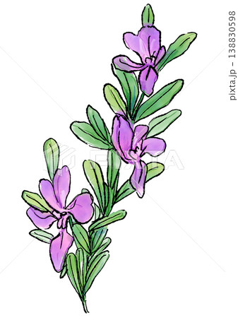咲き誇るポリガラの花の手描きの線画と水彩イラスト 咲き誇るポリガラの花の手描きの線画と水彩イラスト 138830598