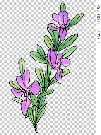 咲き誇るポリガラの花の手描きの線画と水彩イラスト 咲き誇るポリガラの花の手描きの線画と水彩イラスト 138830598