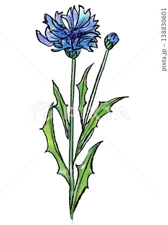 咲き誇るヤグルマギクの花の手描きの線画と水彩イラスト 咲き誇るヤグルマギクの花の手描きの線画と水彩イラスト 138830601