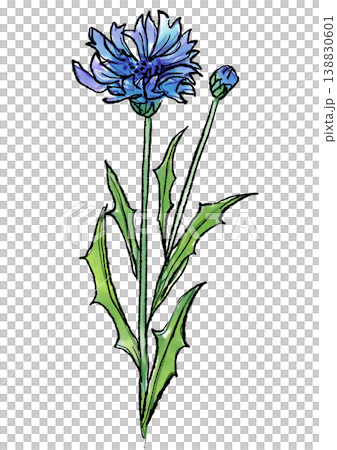 咲き誇るヤグルマギクの花の手描きの線画と水彩イラスト 咲き誇るヤグルマギクの花の手描きの線画と水彩イラスト 138830601
