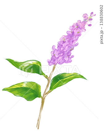 咲き誇るライラックの花の手描きの水彩イラスト 咲き誇るライラックの花の手描きの水彩イラスト 138830602