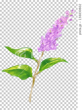 咲き誇るライラックの花の手描きの水彩イラスト 咲き誇るライラックの花の手描きの水彩イラスト 138830602