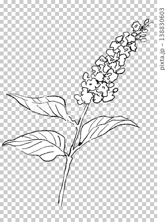 一幅手繪線條藝術插圖，描繪了盛開的丁香花。 138830603