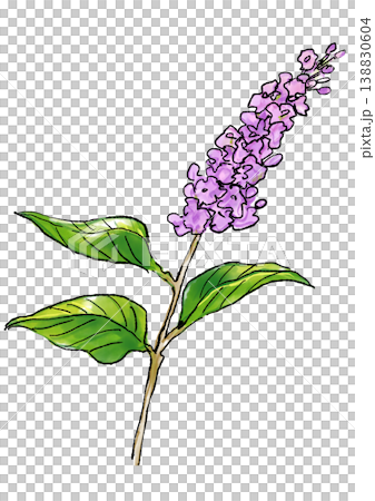 Hand-drawn line art and watercolor illustration of blooming lilac flowers 138830604