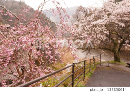 川沿いに咲く桜 川沿いに咲く桜 138830614