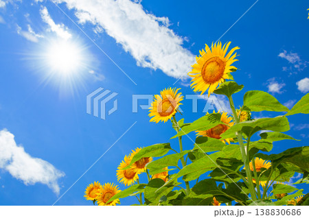 夏の強い太陽の光を浴びて咲くひまわり 夏の強い太陽の光を浴びて咲くひまわり 138830686