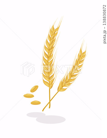 Realistic ear of wheat on white background. Cereals harvest, agriculture, organic farming, healthy food symbol. 138830872
