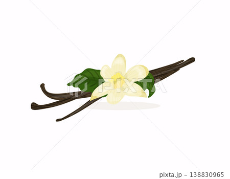 Flowers and seeds sticks vanilla orchid. Vanilla icon. Vector illustration. Flowers and seeds sticks vanilla orchid. Vanilla icon. Vector illustration. 138830965