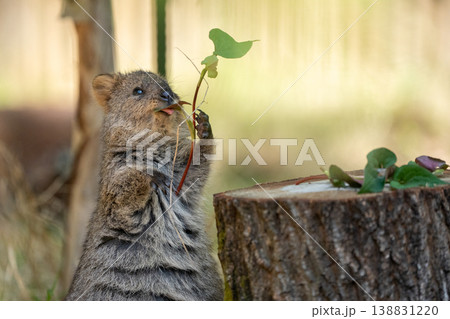 葉っぱを手にして食べるクオッカ　自然の中でくつろぐかわいい小動物 138831220