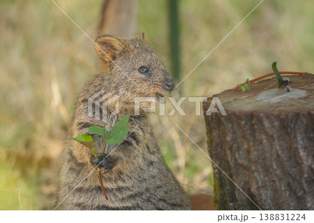葉っぱを持って口を開けるクオッカの横顔　自然の中のかわいい小動物 138831224