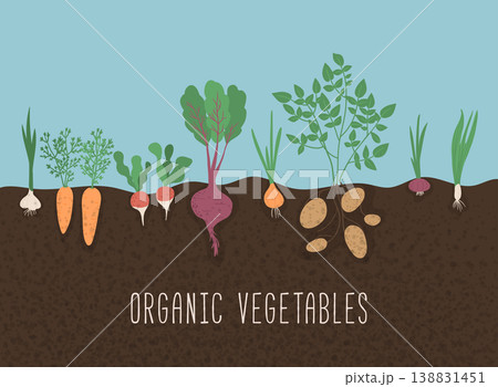 Vegetable garden banner. Organic and healthy food. 138831451