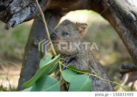 木のアーチの下で葉っぱを食べるクオッカ　自然の中のかわいい小動物 138831495