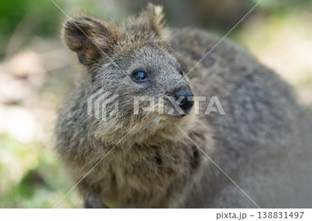 見つめるクオッカのポートレート 自然の中のかわいい小動物 見つめるクオッカのポートレート 自然の中のかわいい小動物 138831497