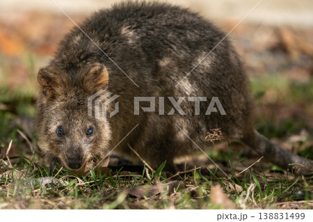 地面を探るように歩くクオッカ 自然の中のかわいい小動物 地面を探るように歩くクオッカ 自然の中のかわいい小動物 138831499