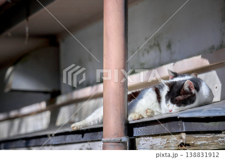 屋根の上で昼寝する猫 屋根の上で昼寝する猫 138831912