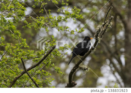 Blackbird perched in Sussex woodland 138831923