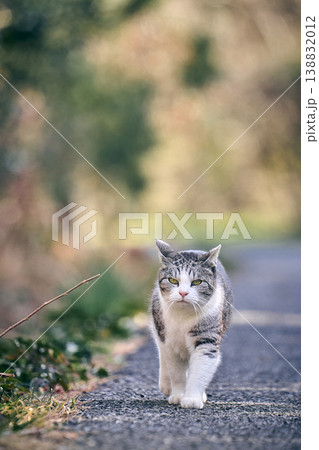振り返る猫 振り返る猫 138832012