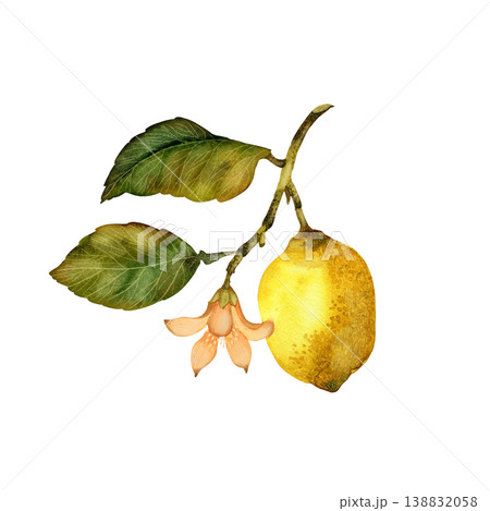 Lemon on branch with leaves and flower. Hand draw watercolor element isolated on white background 138832058