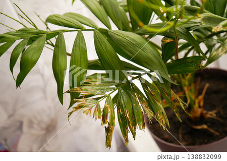 Dry leaves of a domestic ornamental palm tree, poor condition of the plant. Fungus on leaves and branches. Poor care of the date palm. Concept: flower disease Dry leaves of a domestic ornamental palm tree, poor condition of the plant. Fungus on leaves and branches. Poor care of the date palm. Concept: flower disease 138832099