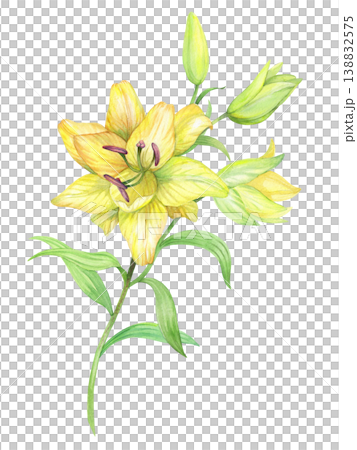 Yellow lily with buds. Handmade watercolor illustration. For packaging design, cards, cover, prints, product labels and fabric. Yellow lily with buds. Handmade watercolor illustration. For packaging design, cards, cover, prints, product labels and fabric. 138832575