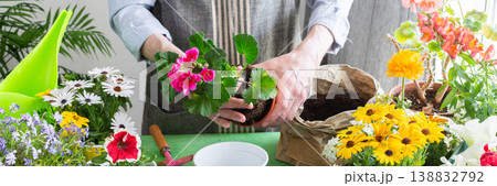 Vibrant scene with a man tending potted geranium, green foliage around, emphasizing hobby gardening, spring decor and outdoor enjoyment, spring terrace or balcony decorated with blooming flowers 138832792