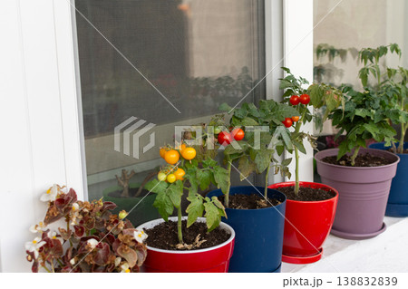 People plant and care for tomato plants on a balcony in the city. The small pots show green and red tomatoes ready to be picked during the growing season 138832839