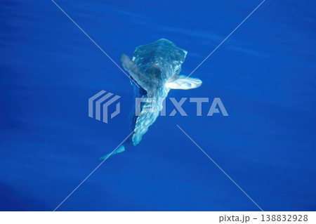 Sunfish on sea surface, mola mola Sunfish on sea surface, mola mola 138832928