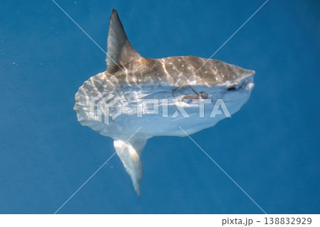 Sunfish on sea surface, mola mola Sunfish on sea surface, mola mola 138832929