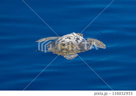 young juvenile sea turtle caretta caretta on sea surface with parasites young juvenile sea turtle caretta caretta on sea surface with parasites 138832933