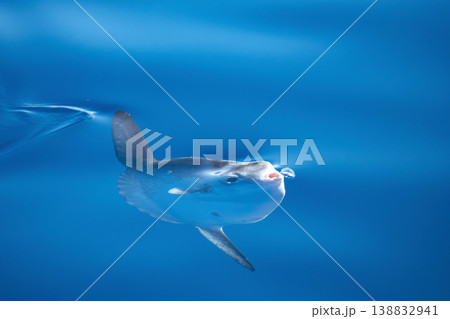 Sunfish on sea surface, mola mola eating a velella hydrozoo jellyfish Sunfish on sea surface, mola mola eating a velella hydrozoo jellyfish 138832941