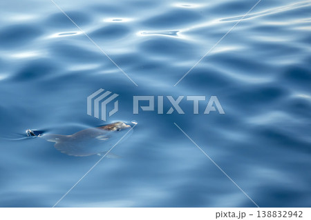 Sunfish on sea surface, mola mola eating a velella hydrozoo jellyfish Sunfish on sea surface, mola mola eating a velella hydrozoo jellyfish 138832942