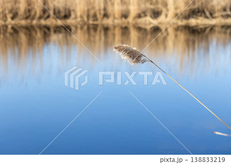 A single dry reed head leans over calm blue lake water 138833219