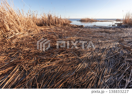 Dried reeds blanket a marshy shoreline of Baltic Sea Dried reeds blanket a marshy shoreline of Baltic Sea 138833227