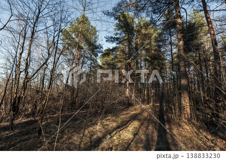 A sunlit pine forest path winds through tall trees 138833230