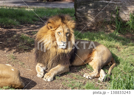 Photograph of a male Lion relaxing in the outdoors on a sunny day 138833243
