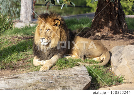 Photograph of a male Lion relaxing in the outdoors on a sunny day Photograph of a male Lion relaxing in the outdoors on a sunny day 138833244