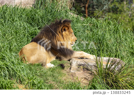 Photograph of a male Lion relaxing in the outdoors on a sunny day Photograph of a male Lion relaxing in the outdoors on a sunny day 138833245