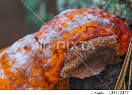 Red-Belted Conk fungus - Fomitopsis pinicola 138833377