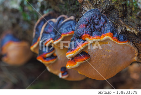 Red-Belted Conk fungus - Fomitopsis pinicola 138833379