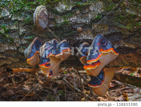 Red-Belted Conk fungus - Fomitopsis pinicola 138833380