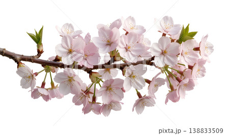 Delicate cherry blossom branch with soft pink flowers and buds, isolated on a transparent background, perfect for spring designs and japanese aesthetics 138833509