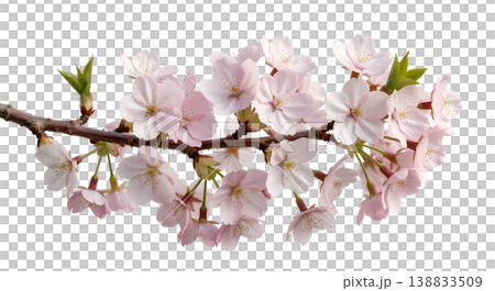 Delicate cherry blossom branch with soft pink flowers and buds, isolated on a transparent background, perfect for spring designs and japanese aesthetics 138833509