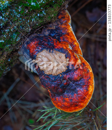 Red-Belted Conk fungus - Fomitopsis pinicola Red-Belted Conk fungus - Fomitopsis pinicola 138833773
