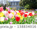 カラフルなチューリップ　春の公園に咲く色とりどりの花 138834016