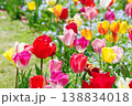 色とりどりのチューリップのクローズアップ  138834018