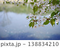 水面のきらめきと桜の枝 春の穏やかな風景 138834210