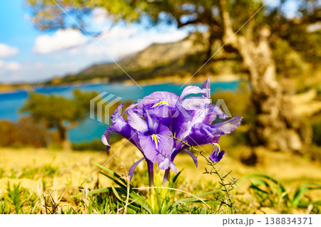 Purple crocus flower on nature, Andalucia Spain 138834371